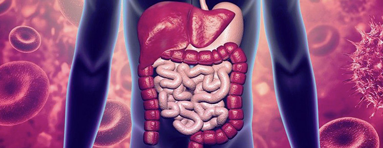 Spirulina and digestive pathologies